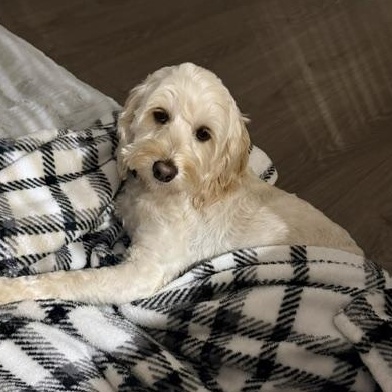 Millie, a ADOPTABLE Cockapoo in Scarborough, ON image 2/6