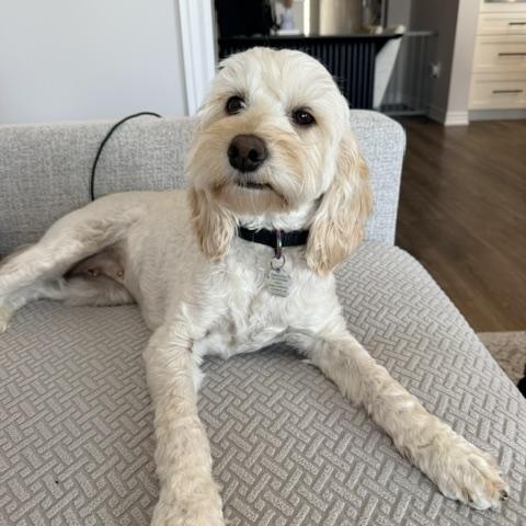 Millie, a ADOPTABLE Cockapoo in Scarborough, ON image 6/6