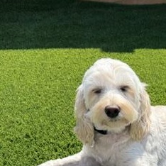 Millie, a ADOPTABLE Cockapoo in Scarborough, ON image 1/6
