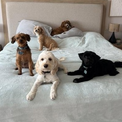 Millie, a ADOPTABLE Cockapoo in Scarborough, ON image 3/6