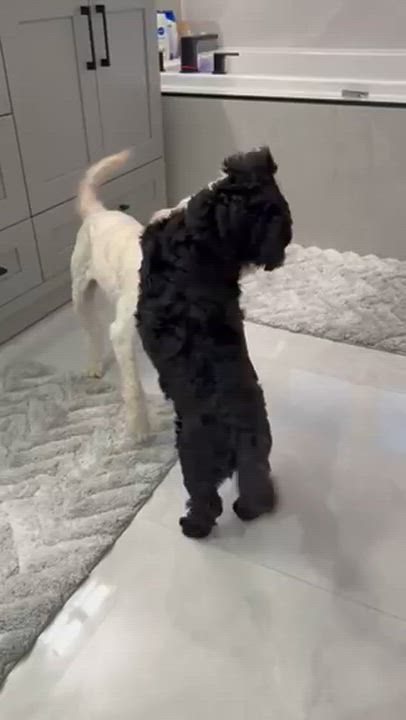 Enlarge Millie, a ADOPTABLE Cockapoo in Scarborough, ON video 5/6