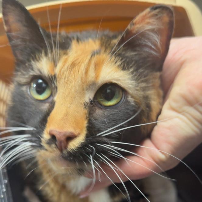 Zorb, Adoptable, Senior Female Domestic Short Hair & Manx.
