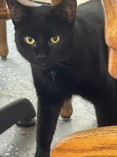 Motorboat, Adoptable, Adult Male Domestic Short Hair.