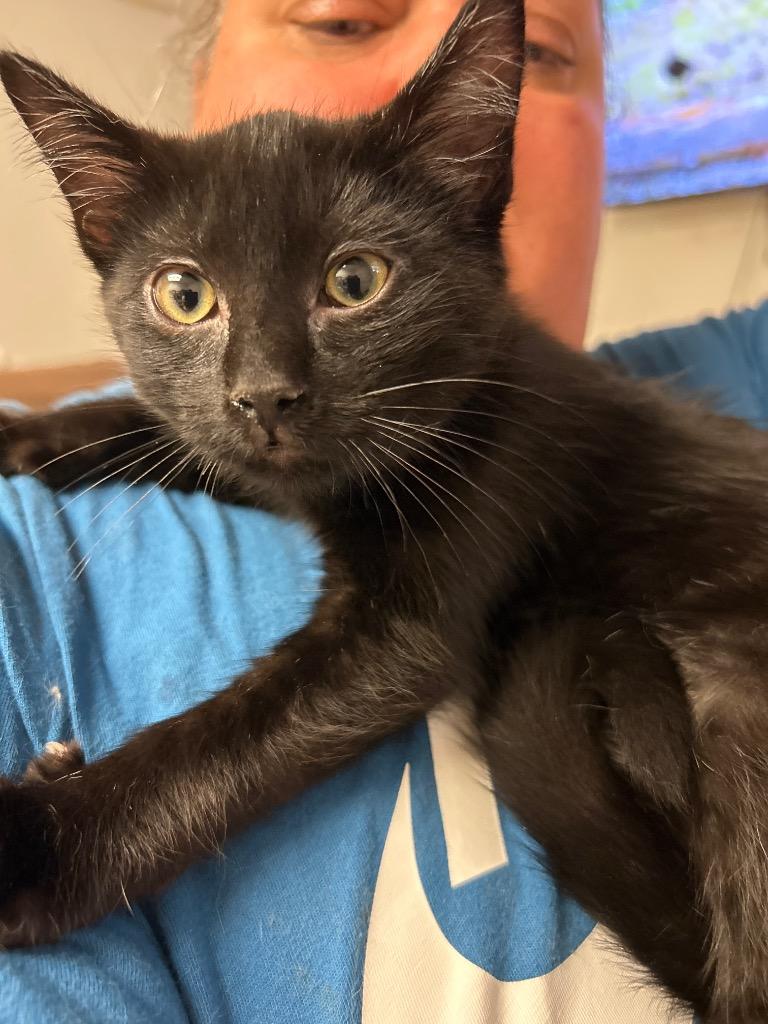 Enlarge Motorboat, a Adoptable mixed breed in Grand Junction, CO image 2/2