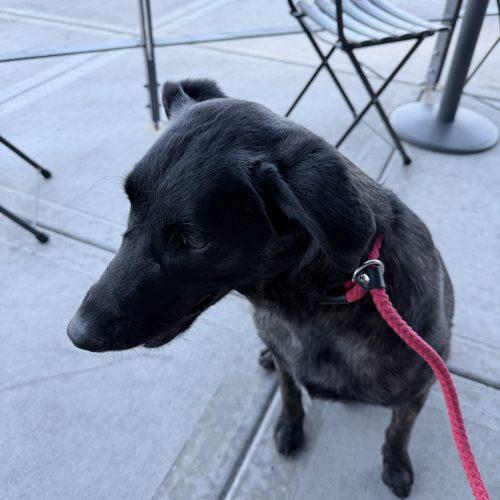 Molly, Adoptable, Puppy Female Dutch Shepherd.