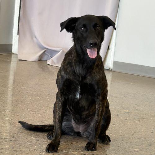 Enlarge Molly, a Adoptable Dutch Shepherd in Glendale, AZ image 2/5
