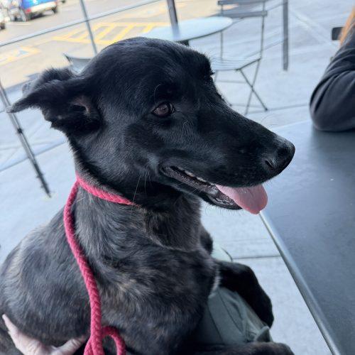 Enlarge Molly, a Adoptable Dutch Shepherd in Glendale, AZ image 3/5