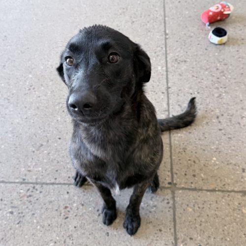 Enlarge Molly, a Adoptable Dutch Shepherd in Glendale, AZ image 4/5