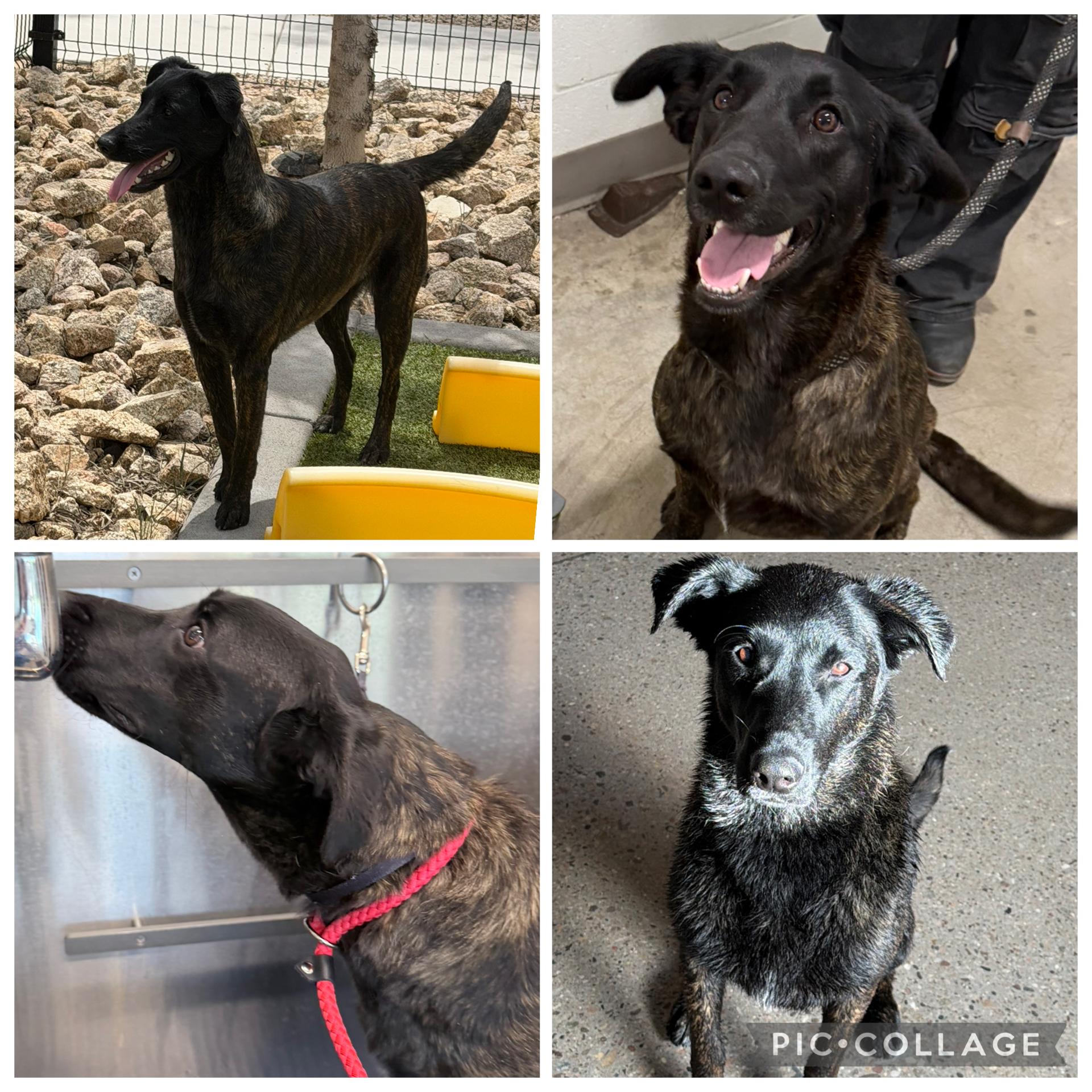 Molly, a Adoptable Dutch Shepherd in Glendale, AZ image 5/5