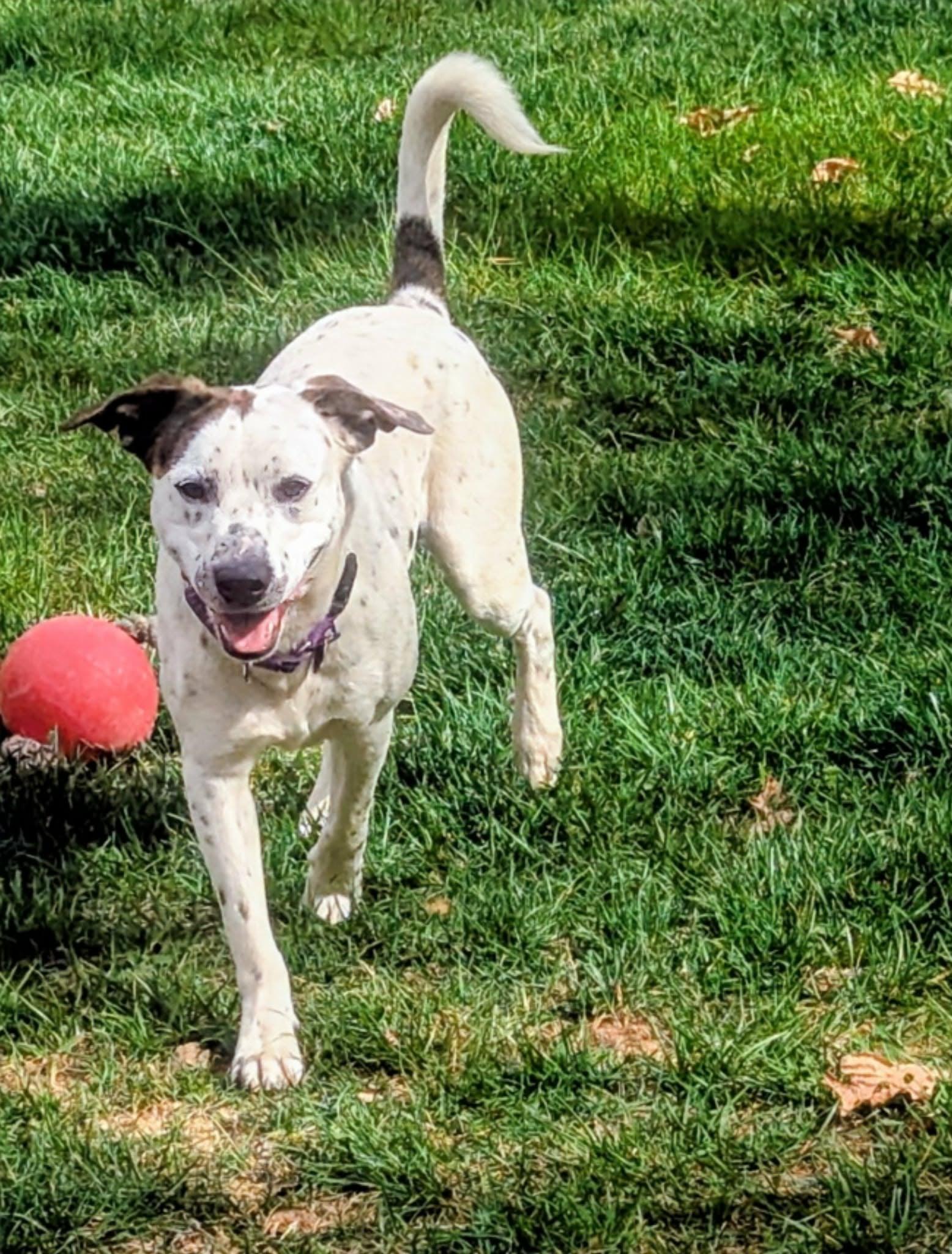 Monty, Adoptable, Adult Male Pointer & Mountain Cur.