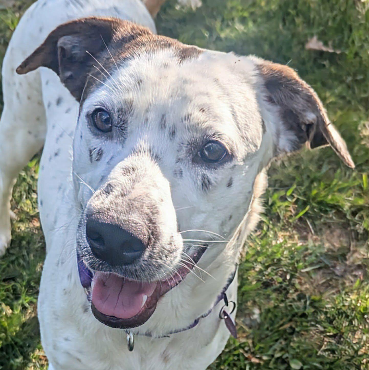 Enlarge Monty, a Adoptable mixed breed in Cookeville, TN image 2/3