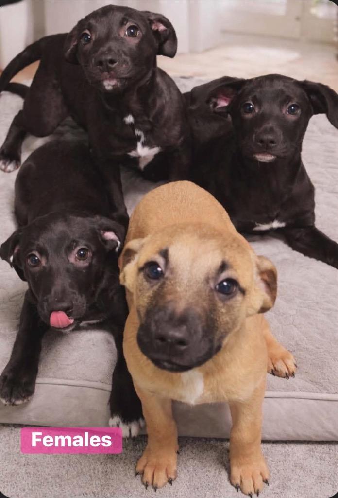 Daisy, Adoptable, Puppy Female Black Labrador Retriever & Shepherd.