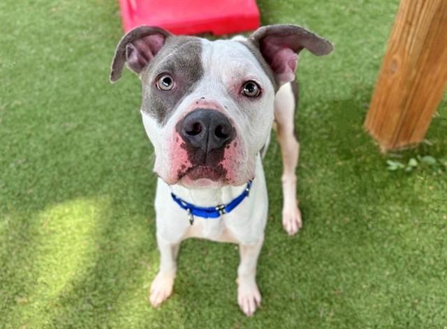 Enlarge KING, a Adoptable mixed breed in Saint Louis, MO image 1/1