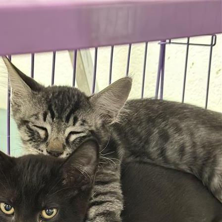 Alex, Adoptable, Kitten Male American Shorthair.