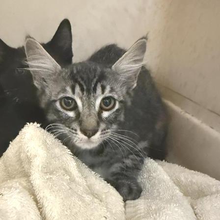Enlarge Alex, a Adoptable American Shorthair in Mount Shasta, CA image 2/3