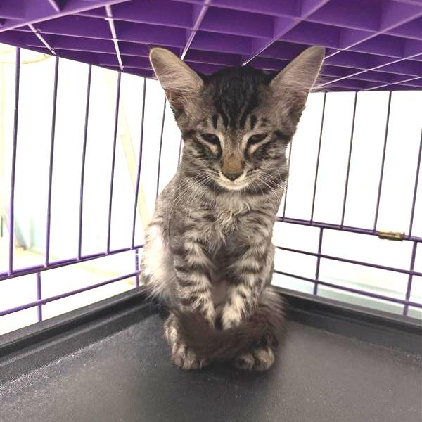 Enlarge Alex, a Adoptable American Shorthair in Mount Shasta, CA image 3/3