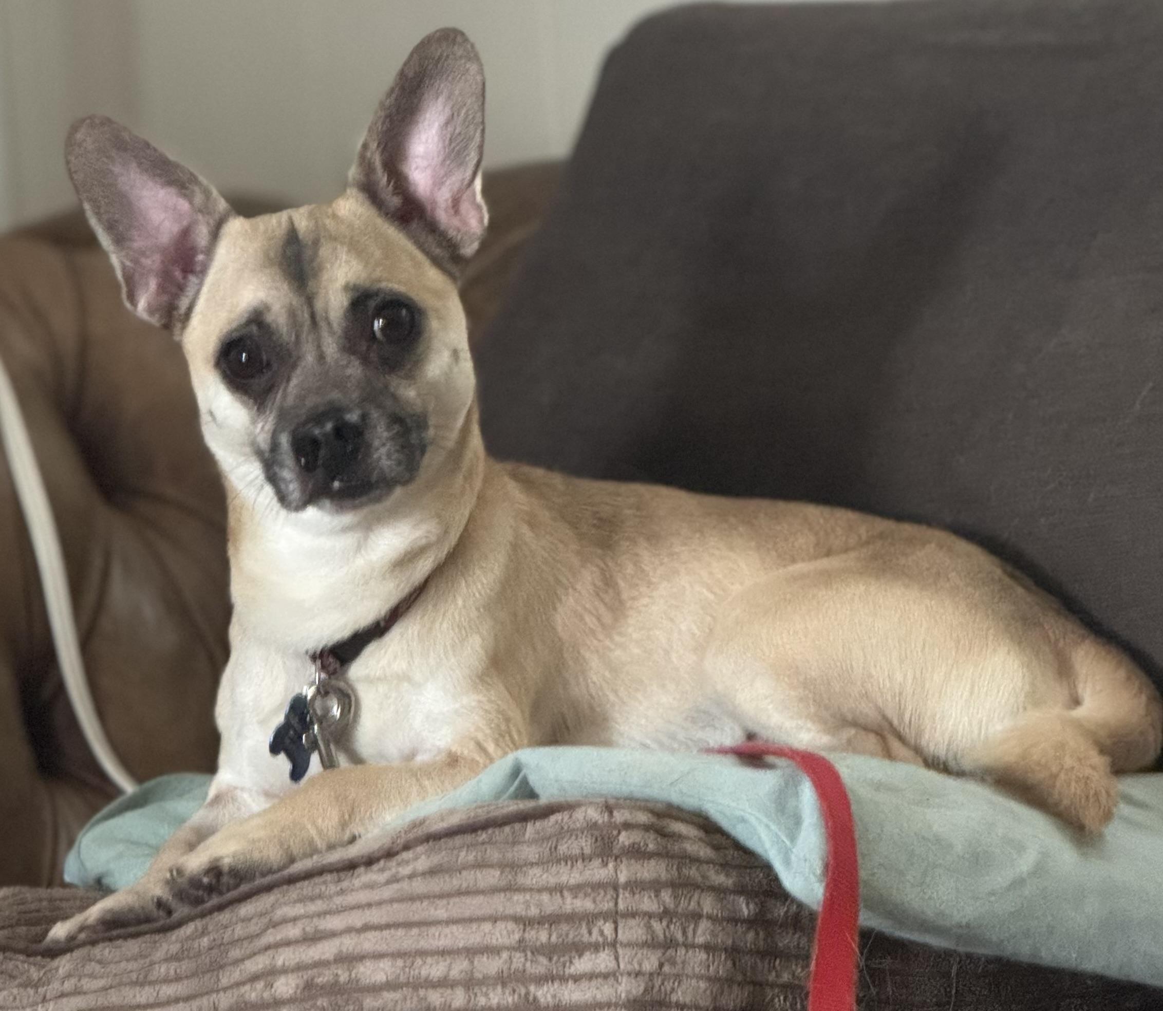 Enlarge Ron Swanson, a Adopted mixed breed in Grosse Pointe Park, MI image 2/6