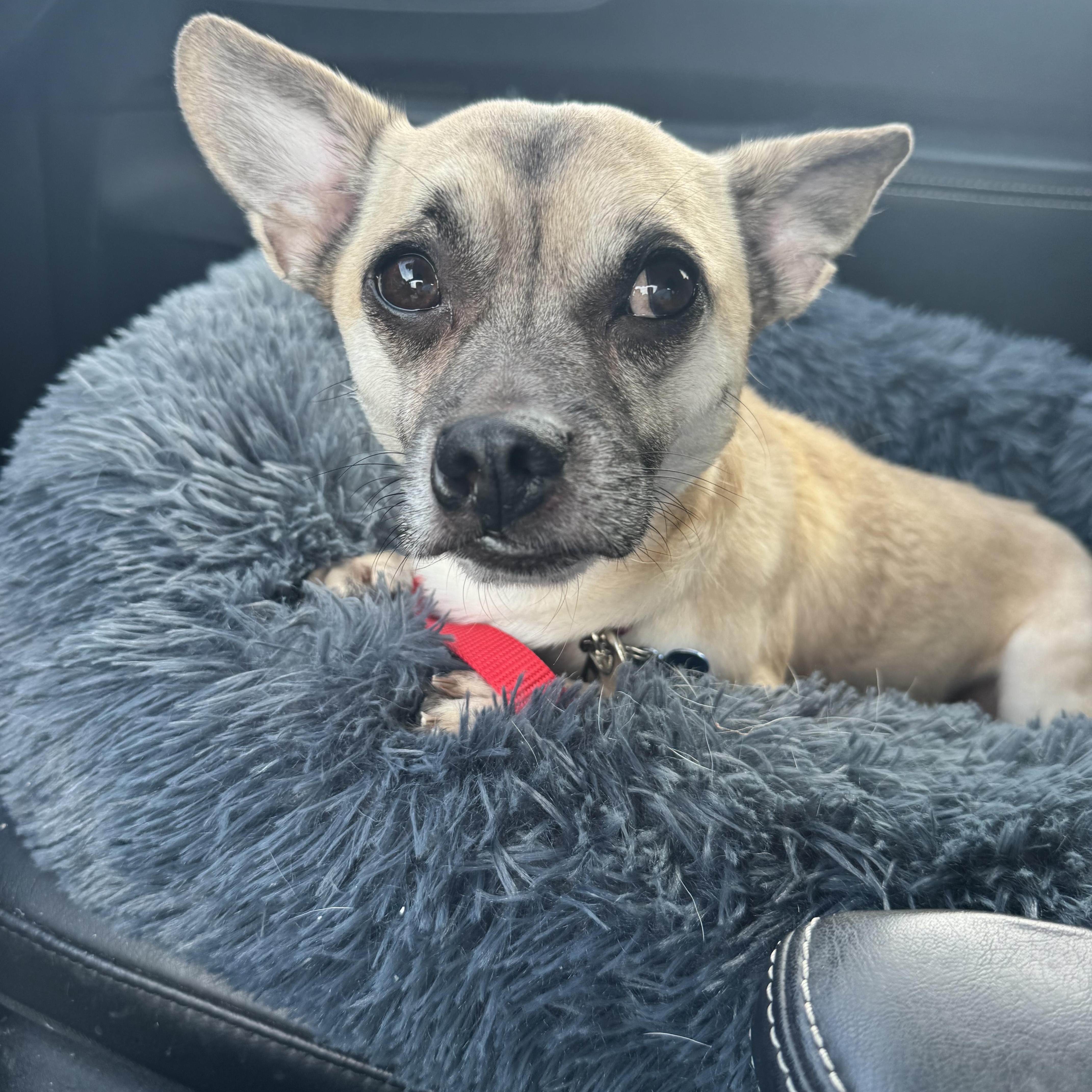 Enlarge Ron Swanson, a Adopted mixed breed in Grosse Pointe Park, MI image 1/6