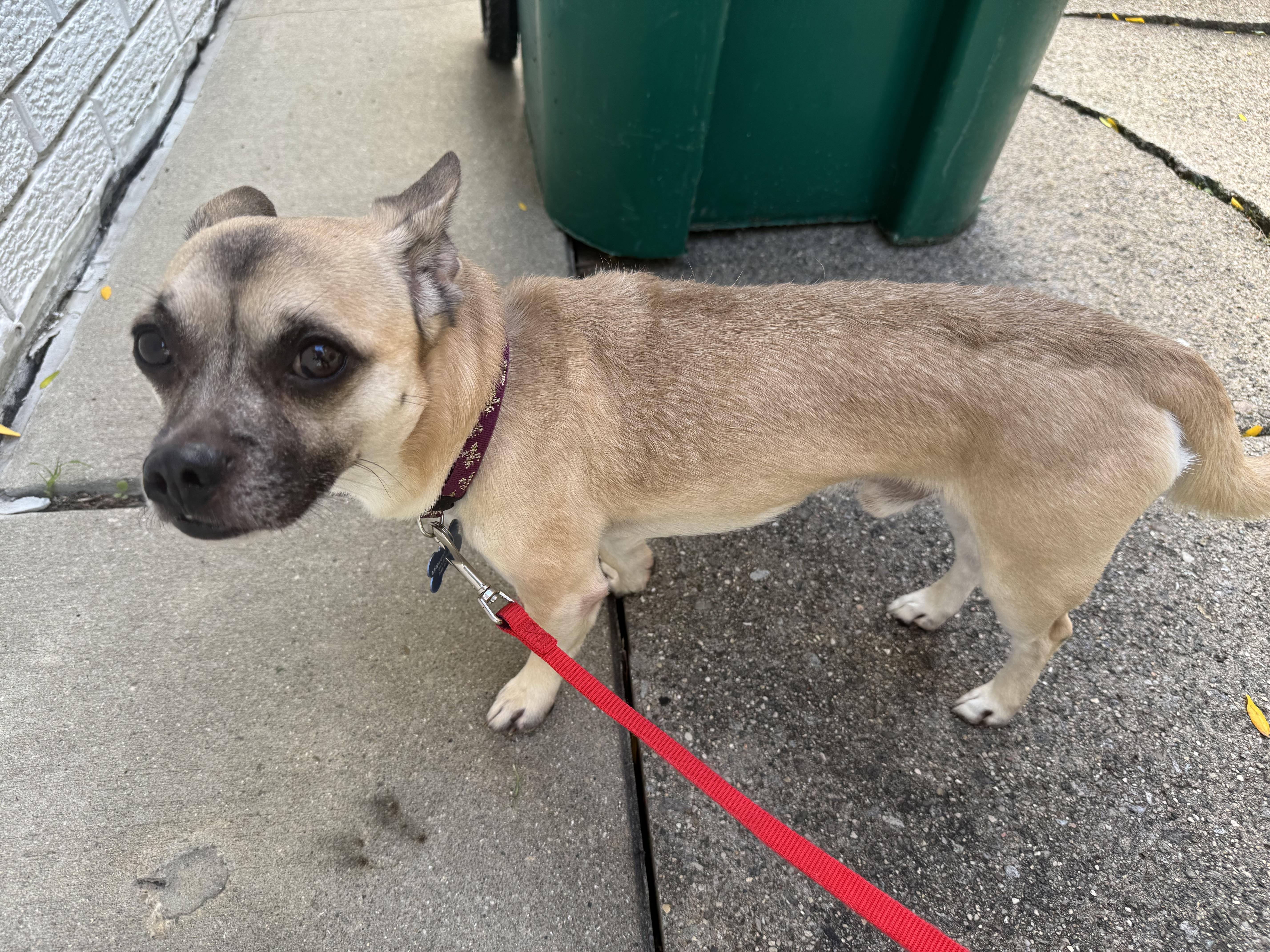 Enlarge Ron Swanson, a Adopted mixed breed in Grosse Pointe Park, MI image 4/6