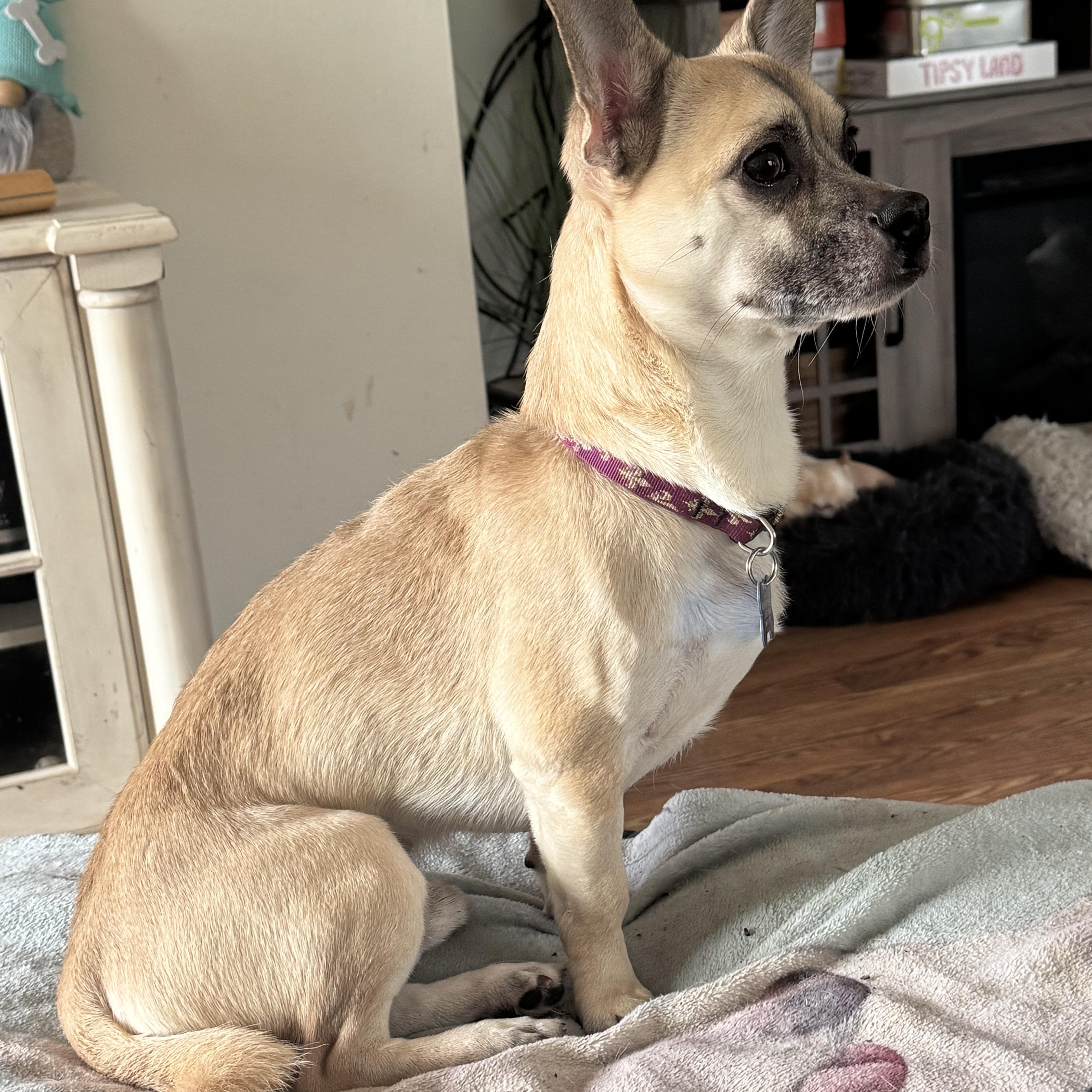 Enlarge Ron Swanson, a Adopted mixed breed in Grosse Pointe Park, MI image 5/6