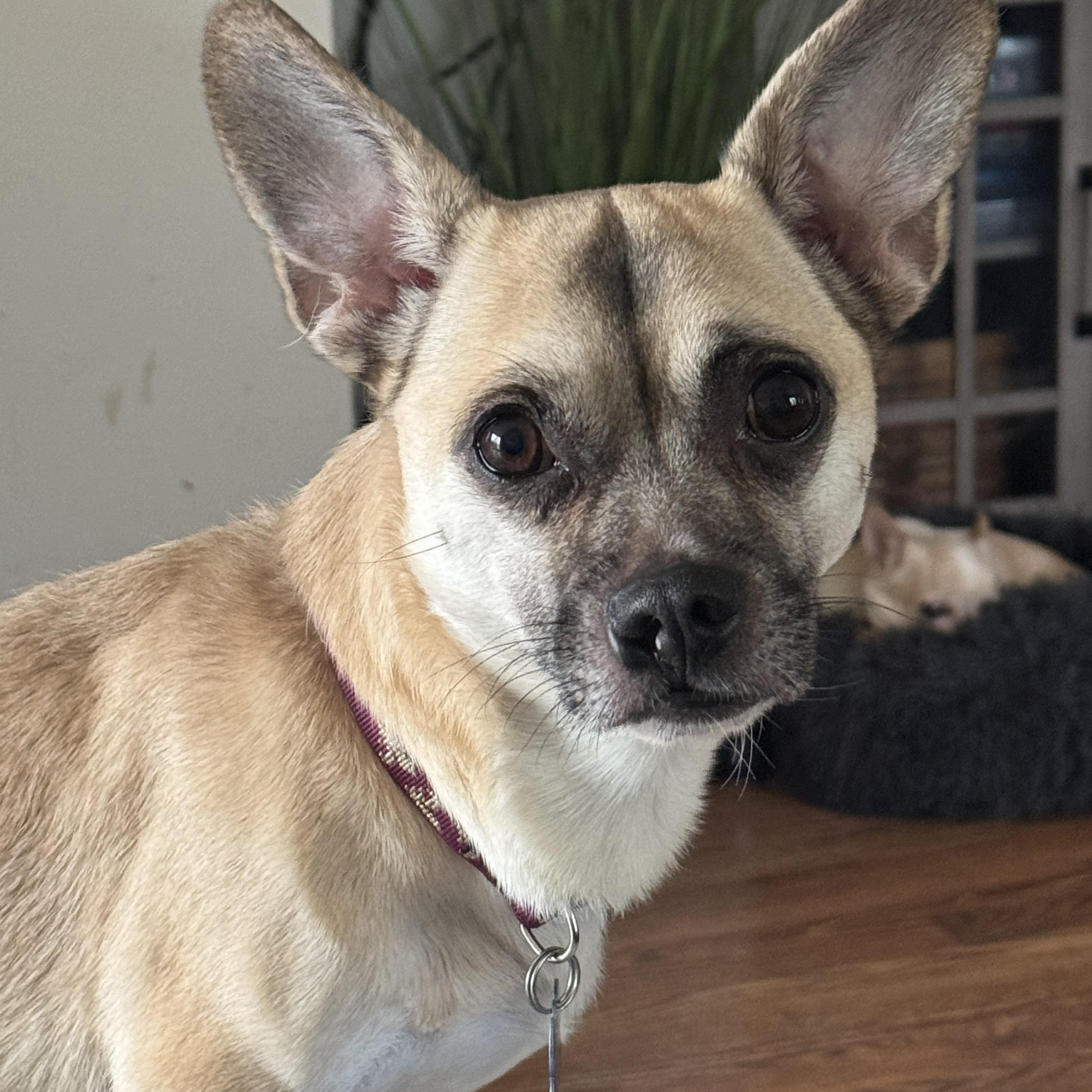 Enlarge Ron Swanson, a Adopted mixed breed in Grosse Pointe Park, MI image 6/6
