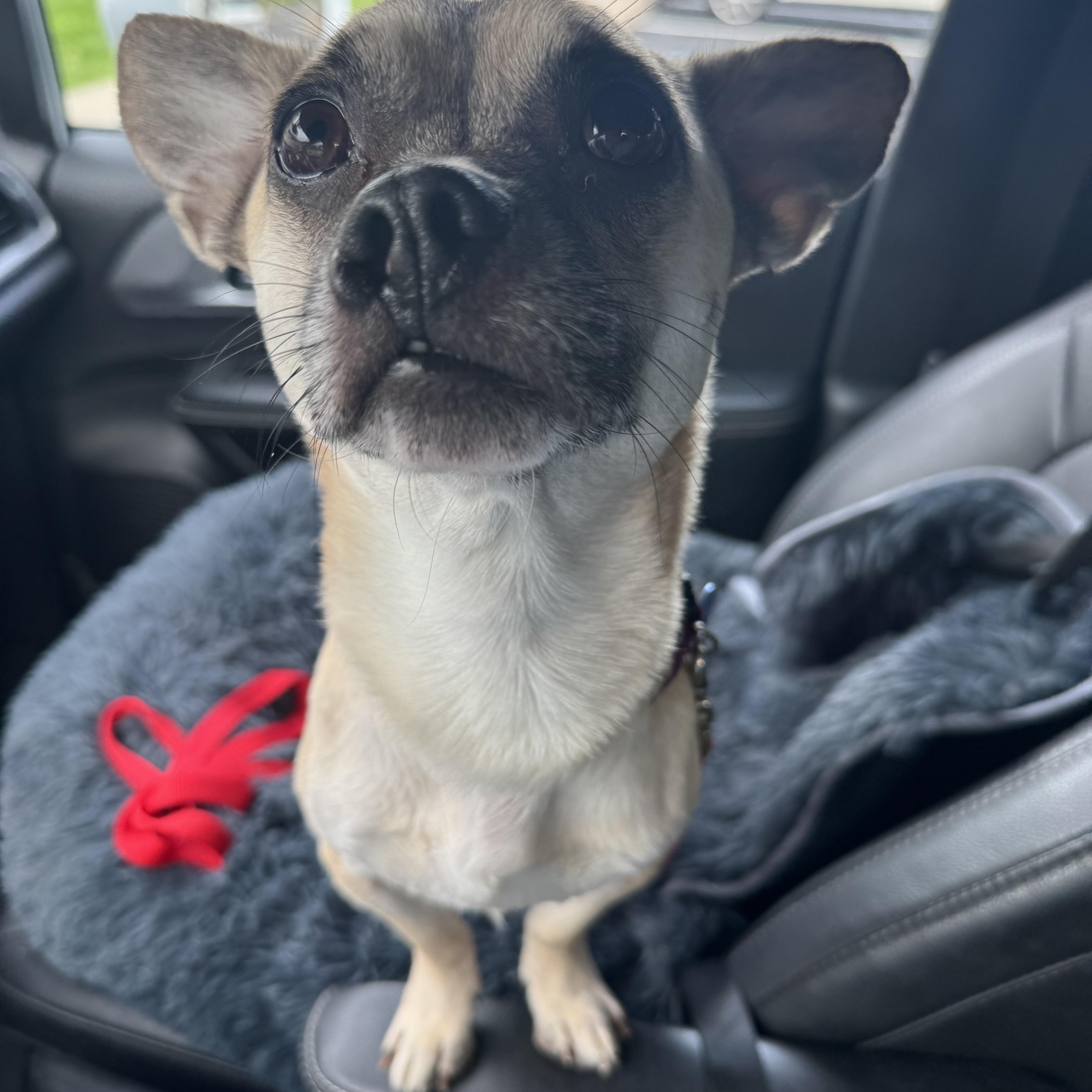 Enlarge Ron Swanson, a Adopted mixed breed in Grosse Pointe Park, MI image 3/6