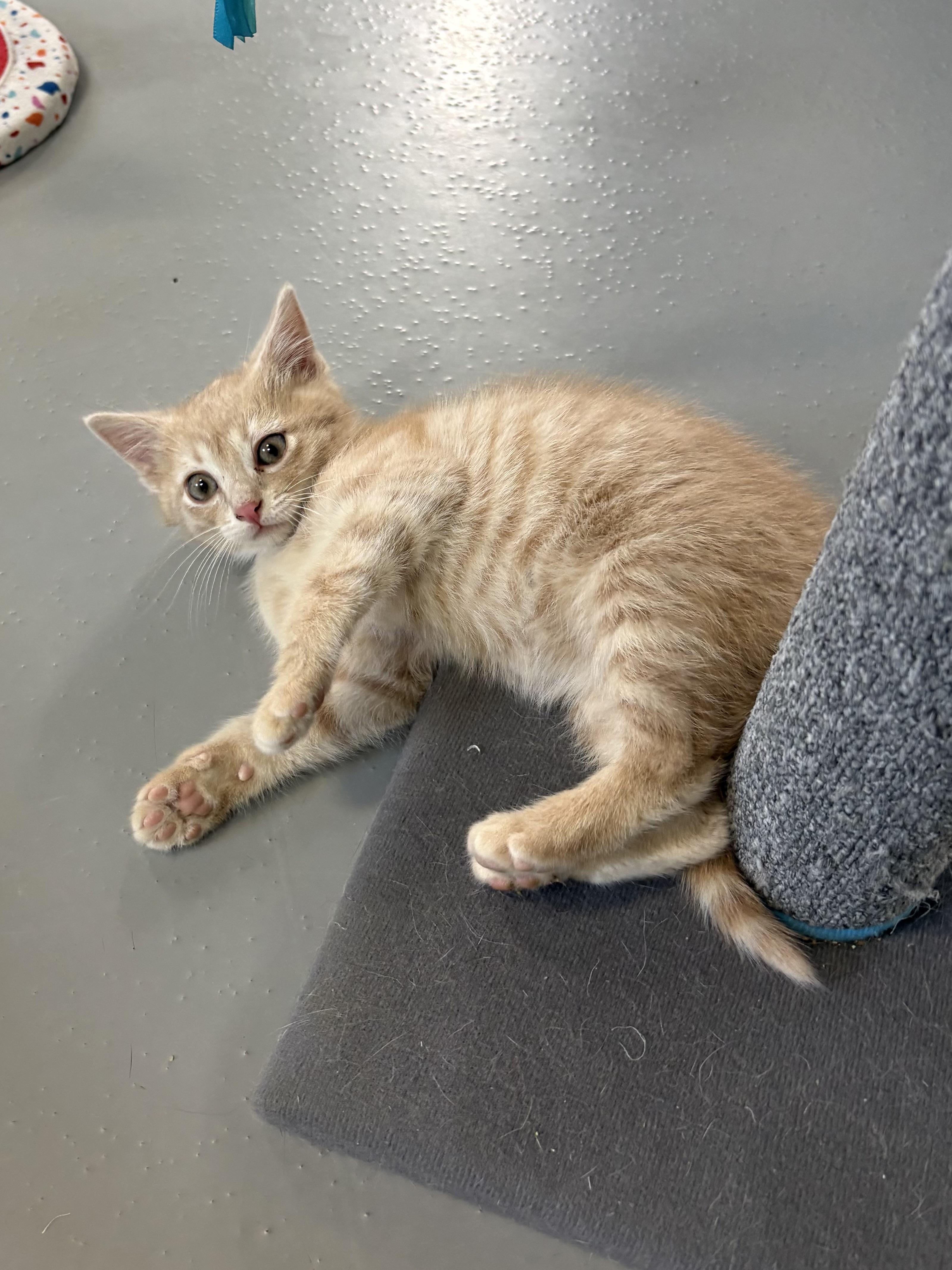Mango, adopted, Kitten Male American Shorthair.