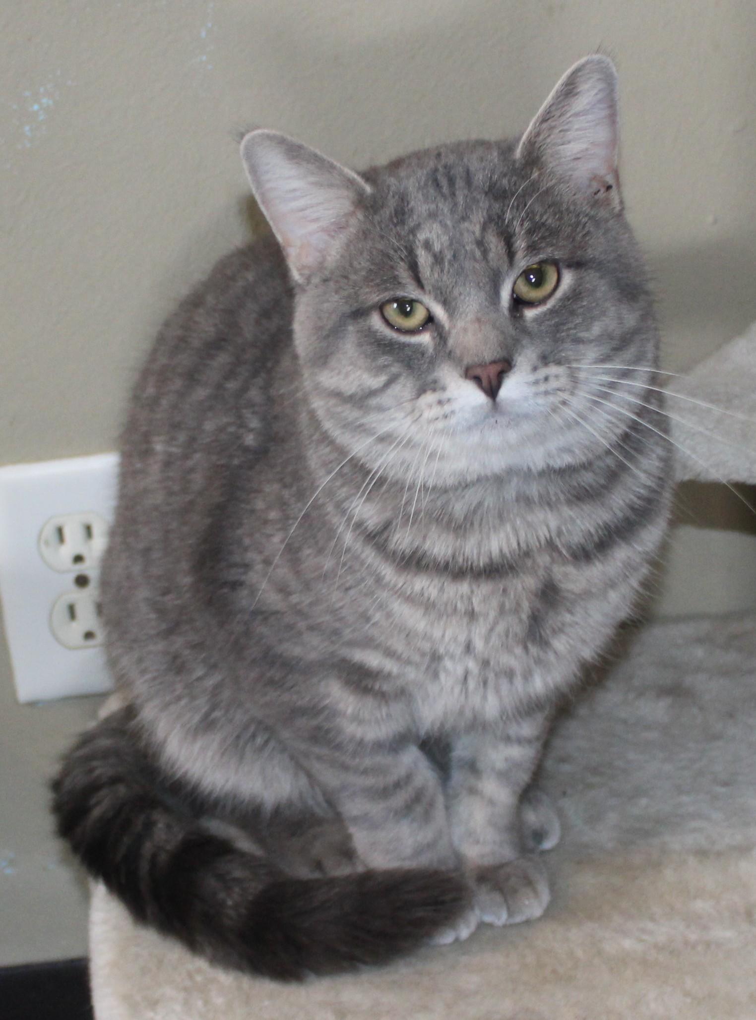 Hamlet, a ADOPTABLE mixed breed in Huron, SD image 4/4