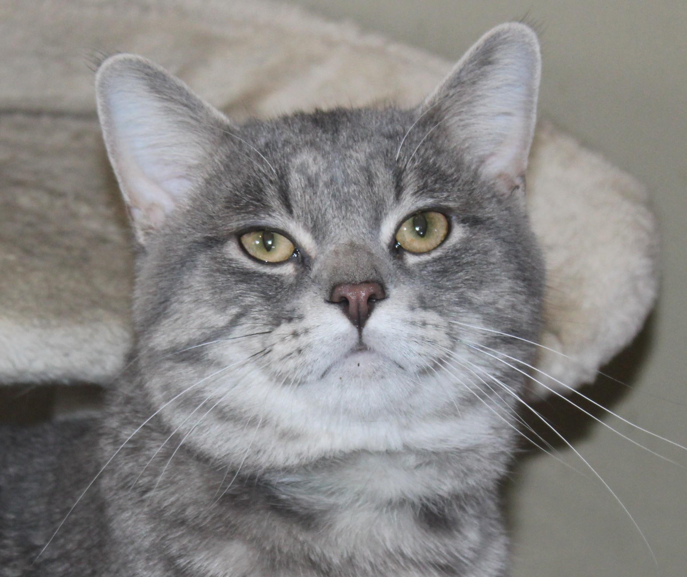 Hamlet, a ADOPTABLE mixed breed in Huron, SD image 3/4