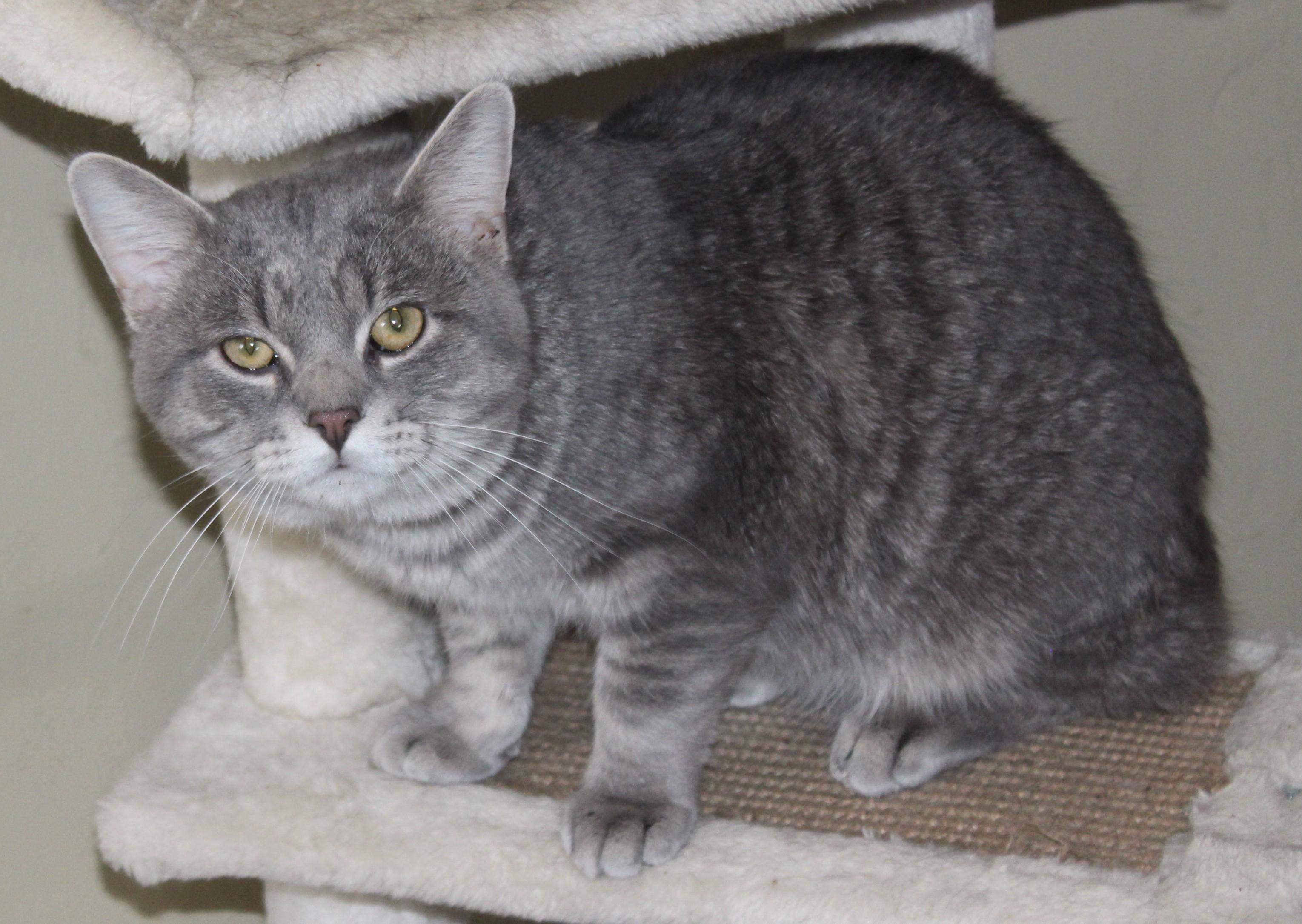Hamlet, a ADOPTABLE mixed breed in Huron, SD image 2/4