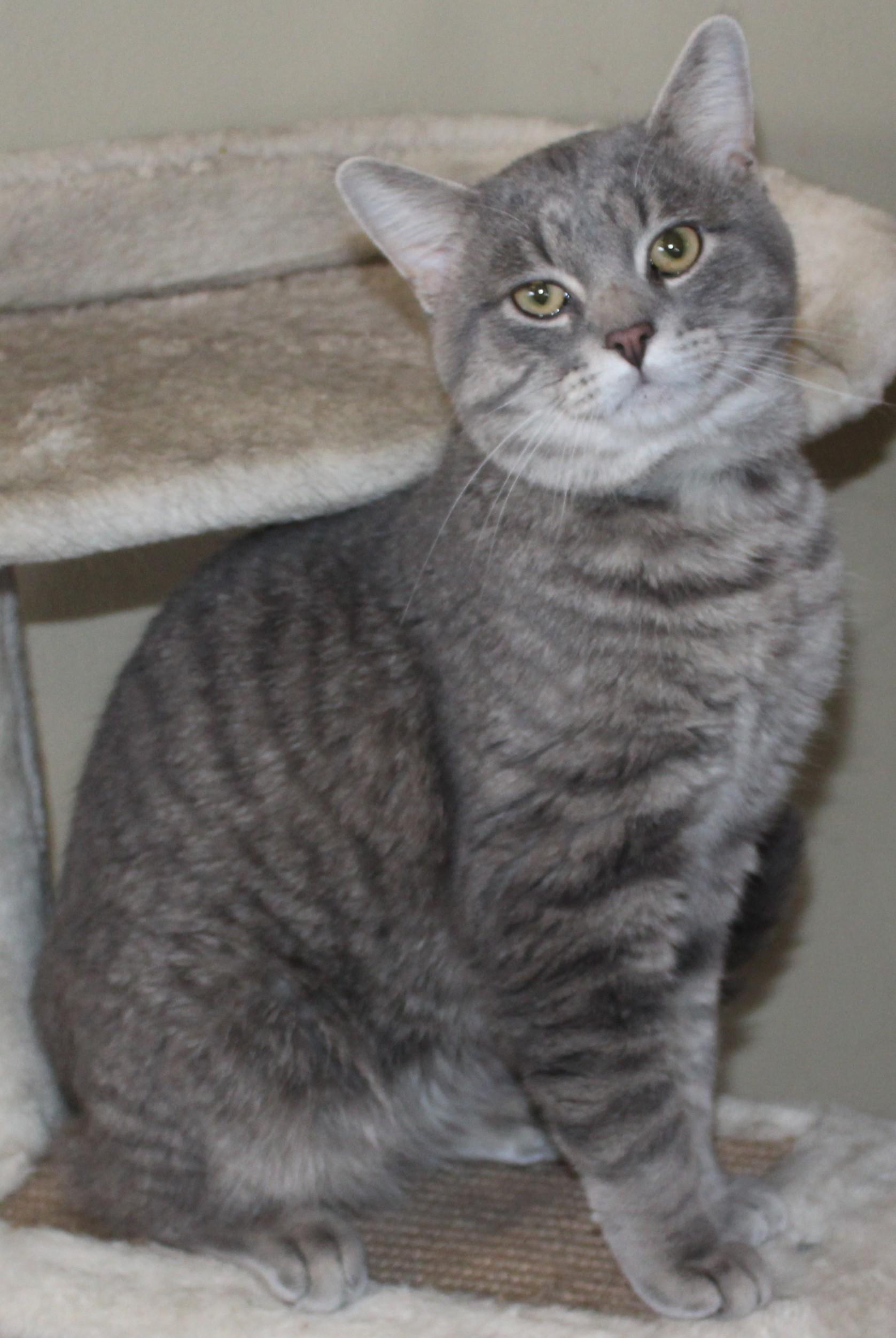 Hamlet, ADOPTABLE, Adult Male Domestic Short Hair.