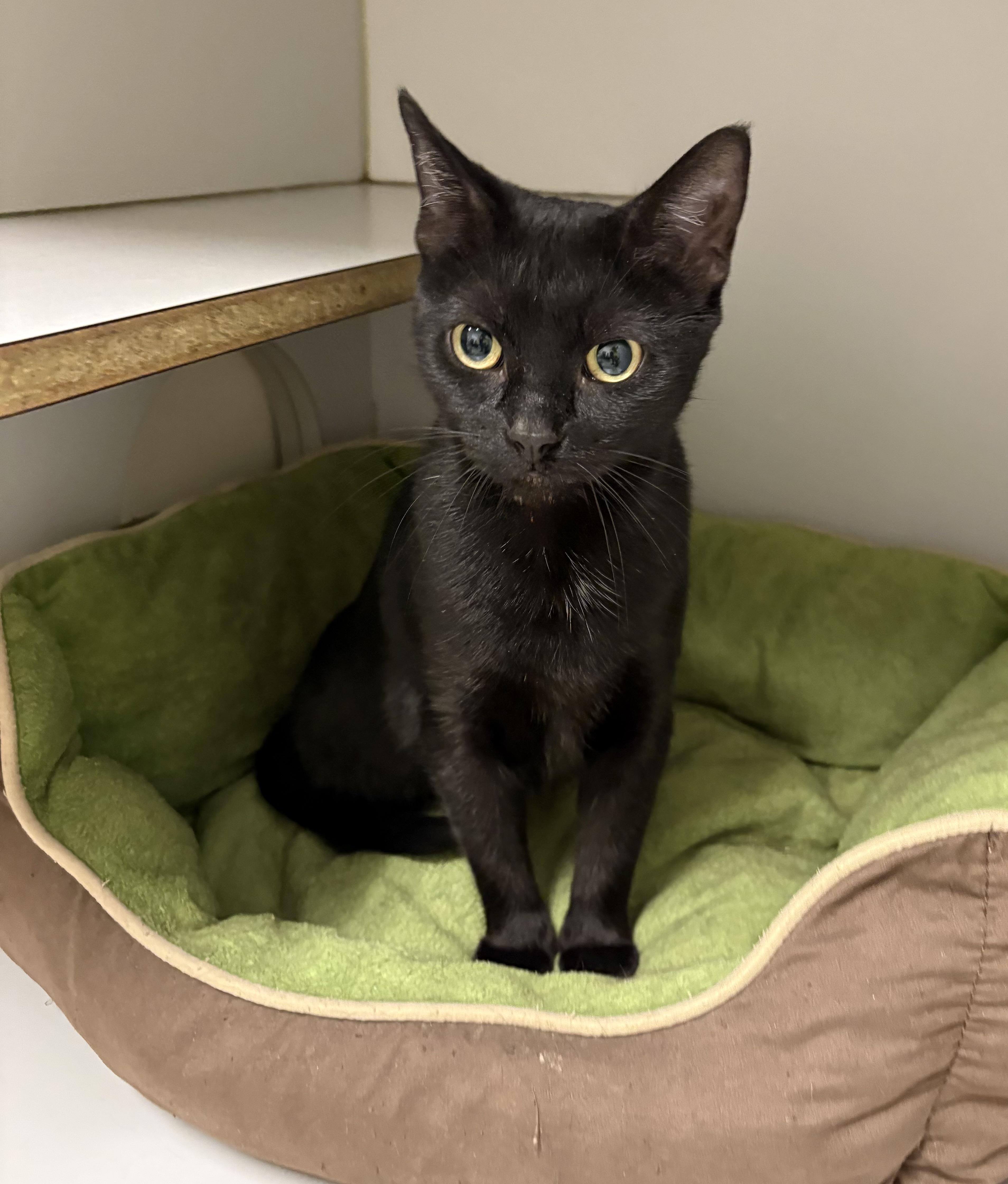 Enlarge Sally, a ADOPTABLE Domestic Short Hair in Athol, MA image 2/2
