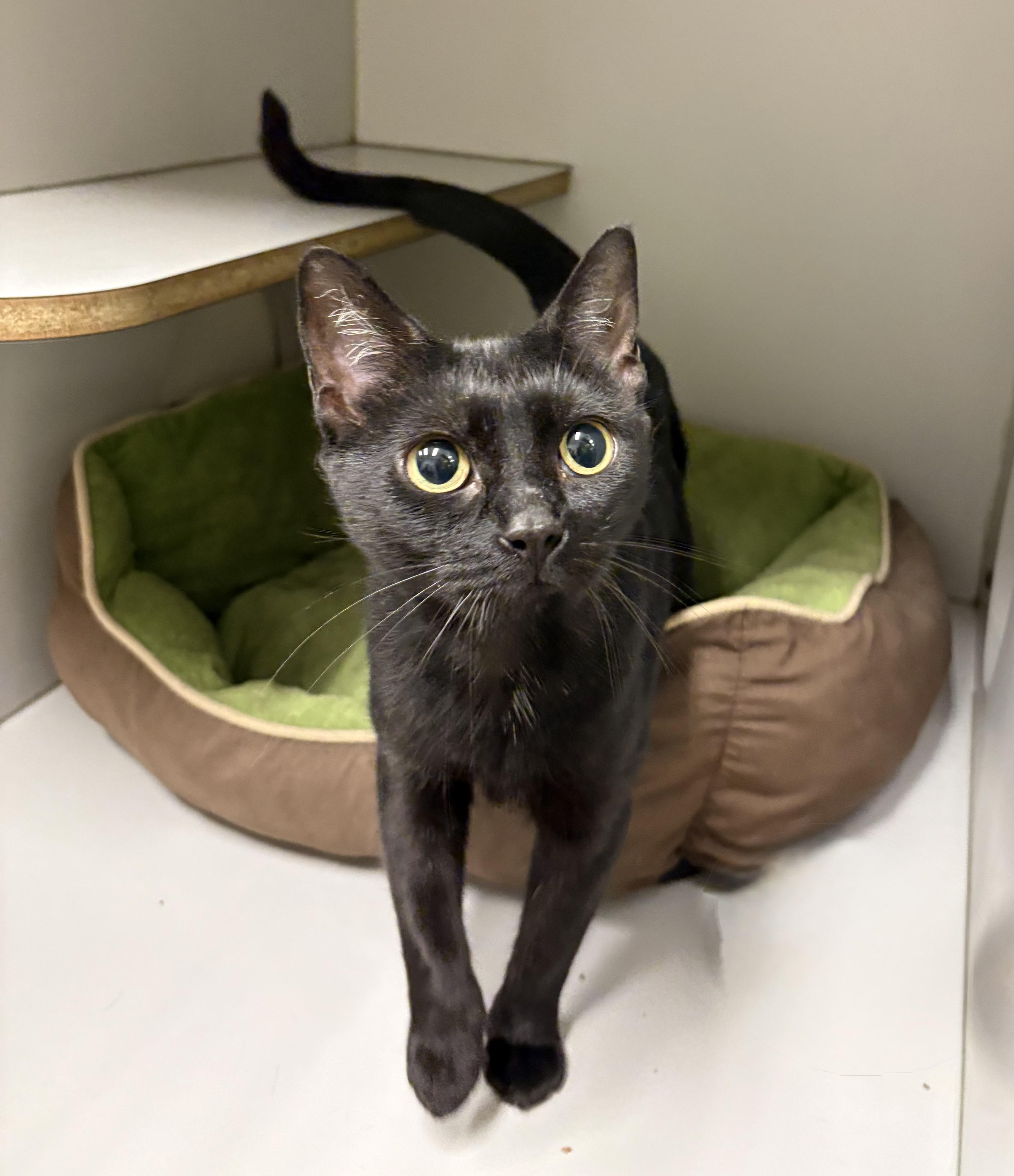Sally, ADOPTABLE, Young Female Domestic Short Hair.