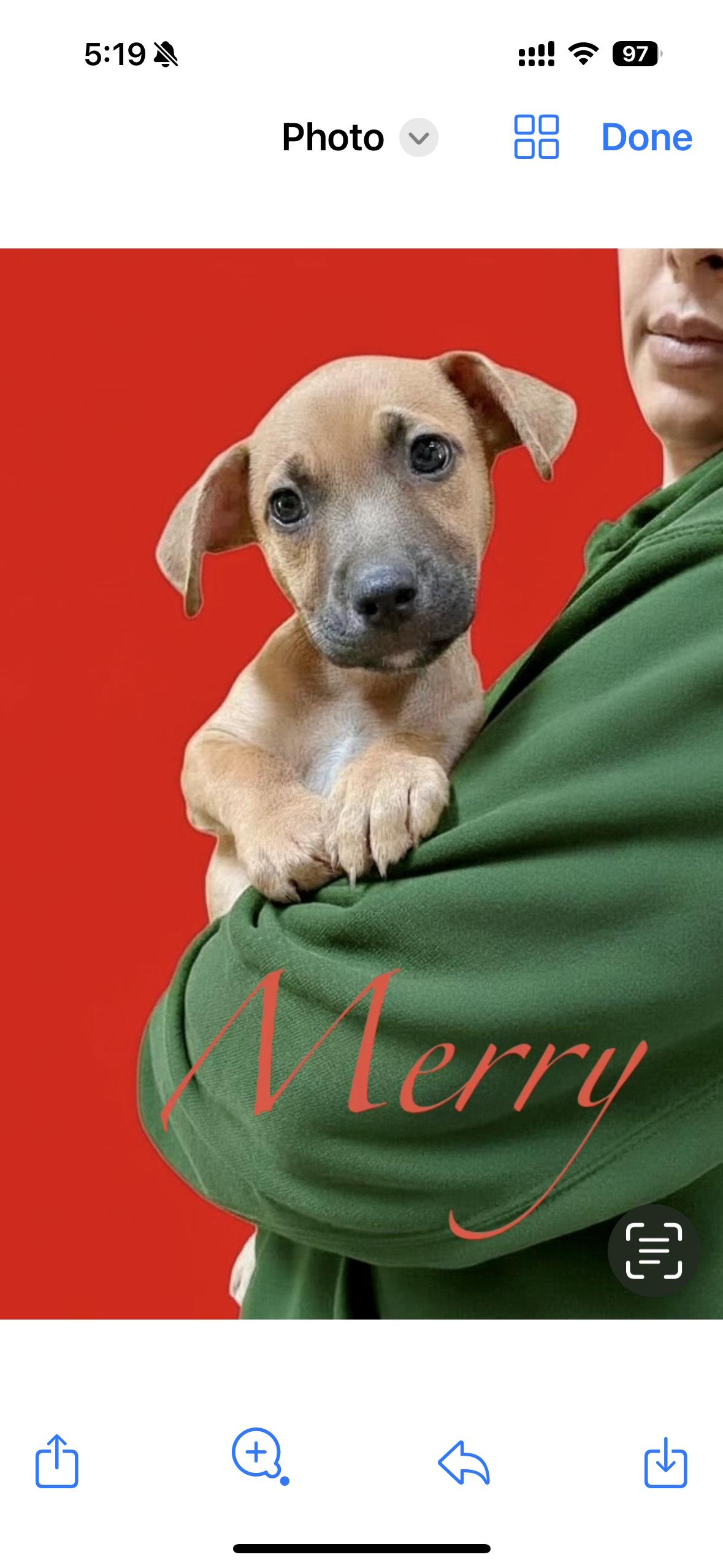 Merry, Adoptable, Puppy Female Labrador Retriever.