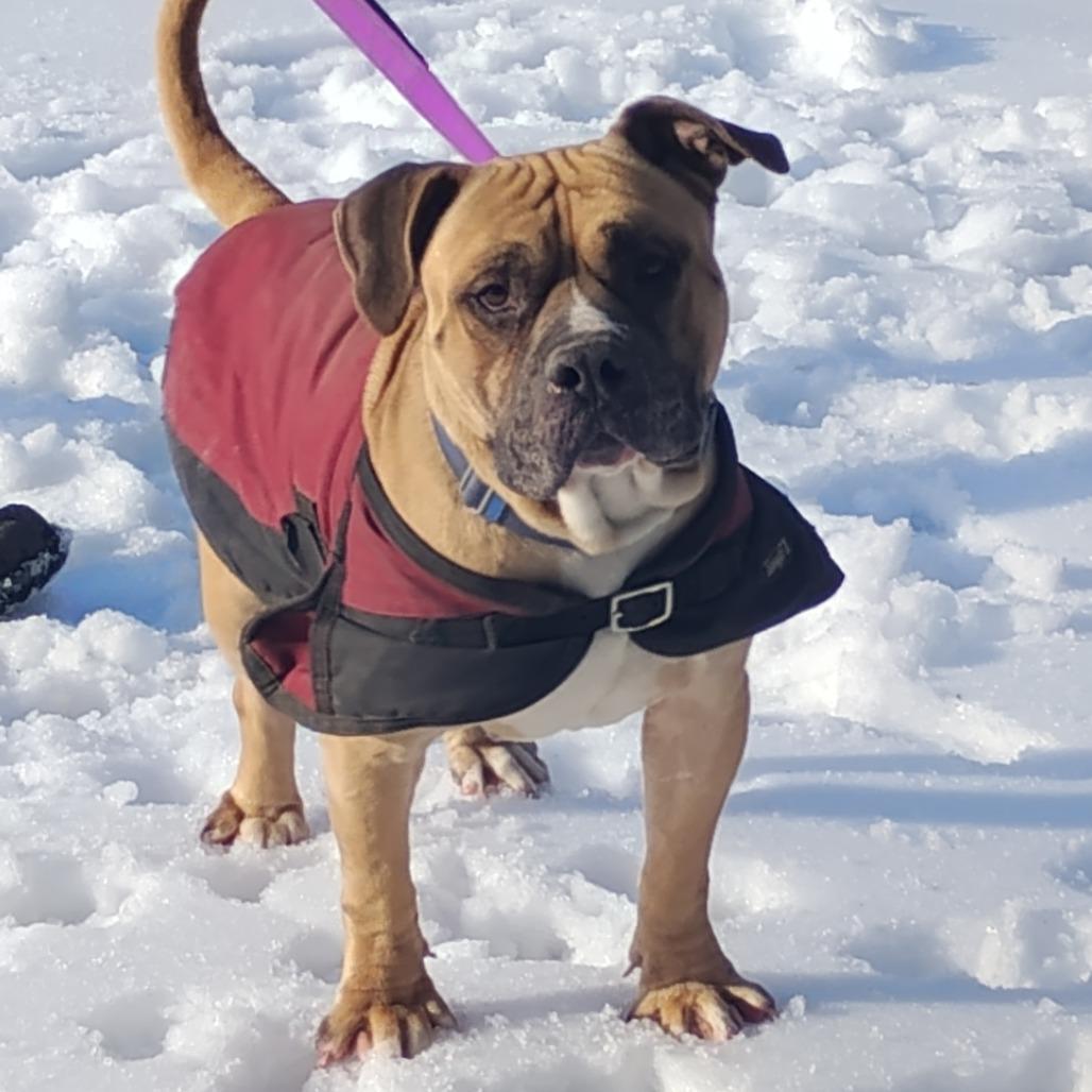 Enlarge Fred (Lego), a Adoptable Mixed Breed in Flintstone, MD image 1/6