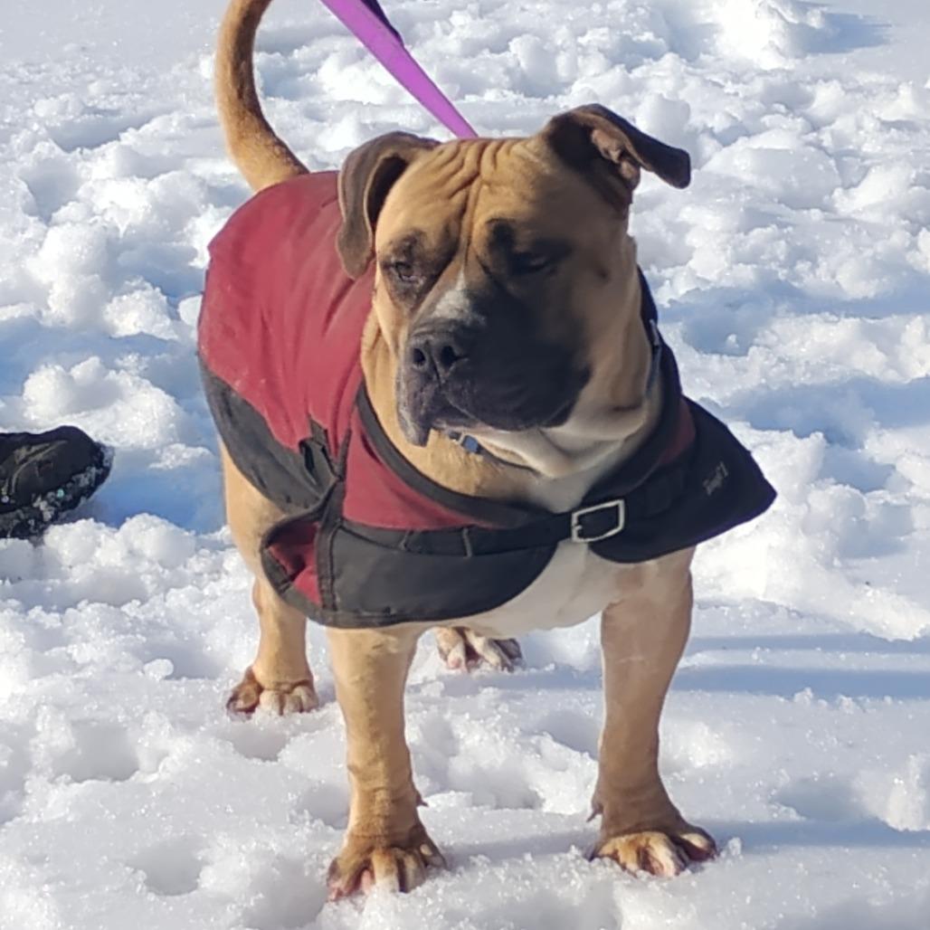Enlarge Fred (Lego), a Adoptable Mixed Breed in Flintstone, MD image 2/6