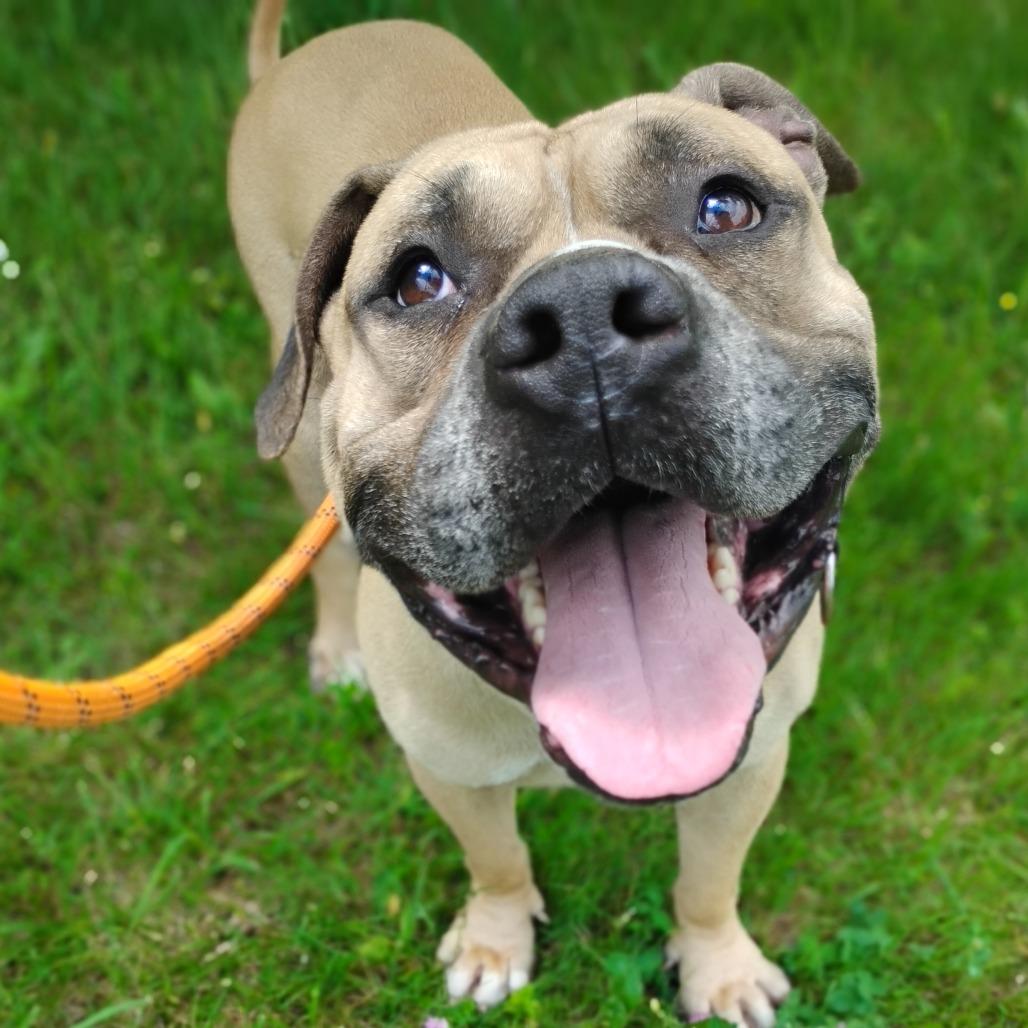 Enlarge Fred (Lego), a Adoptable Mixed Breed in Flintstone, MD image 3/6