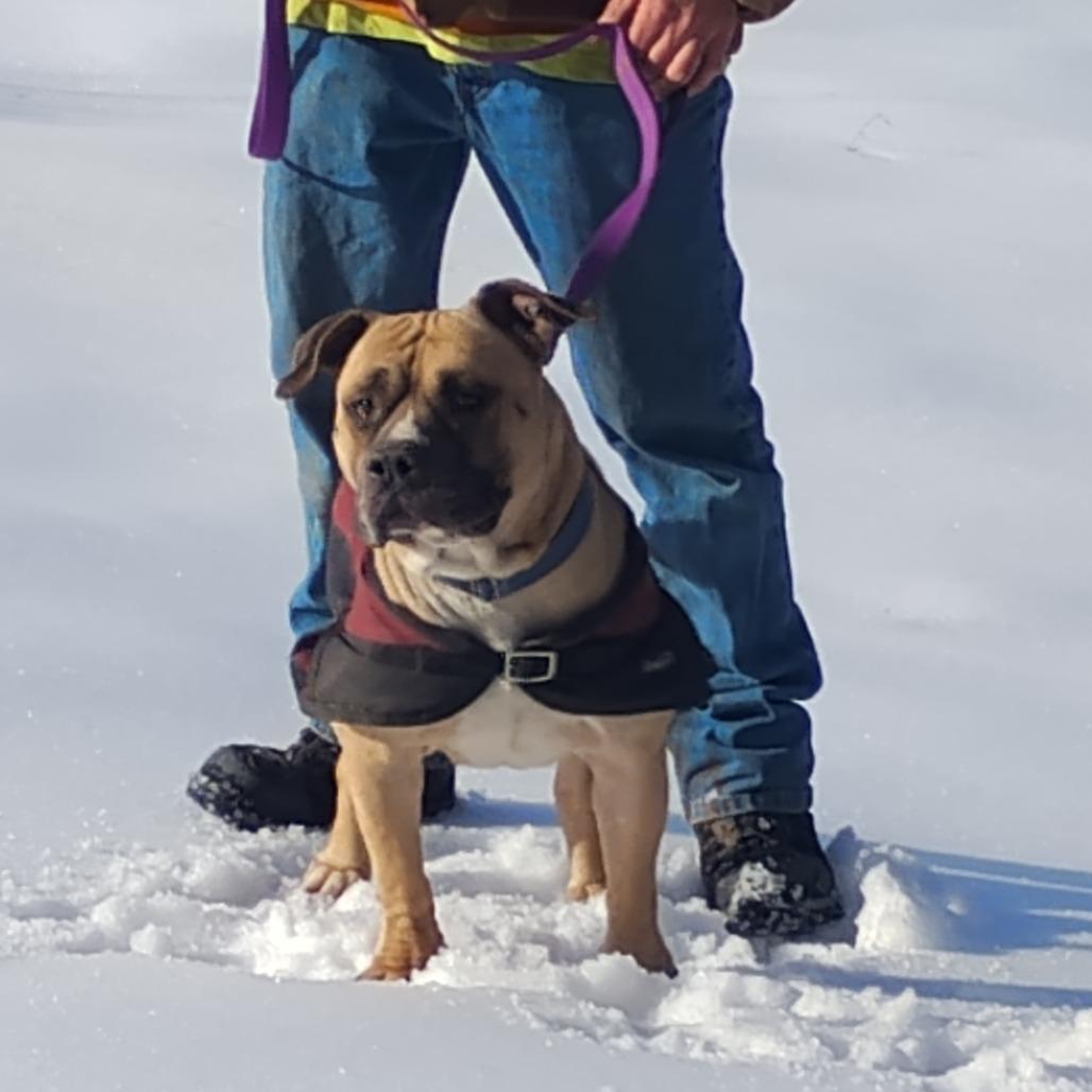 Enlarge Fred (Lego), a Adoptable Mixed Breed in Flintstone, MD image 4/6