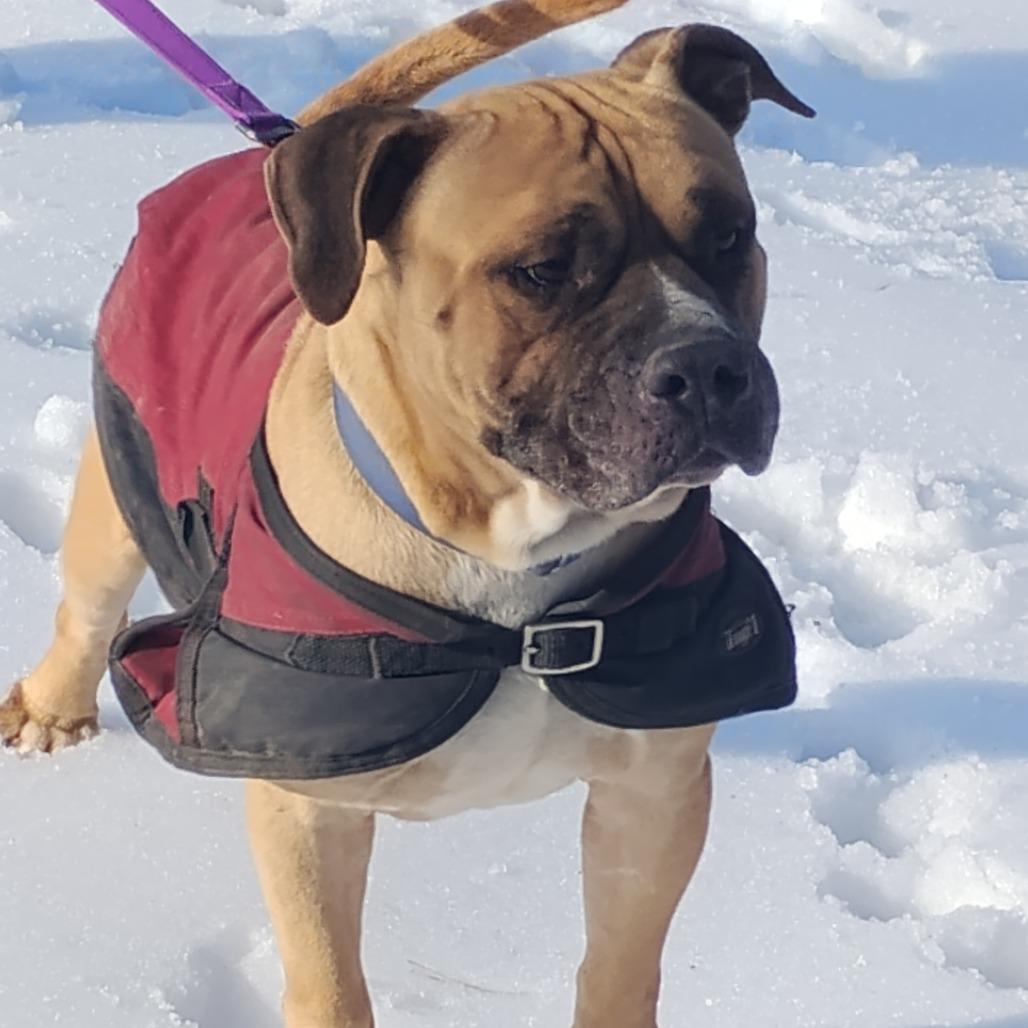 Enlarge Fred (Lego), a Adoptable Mixed Breed in Flintstone, MD image 5/6