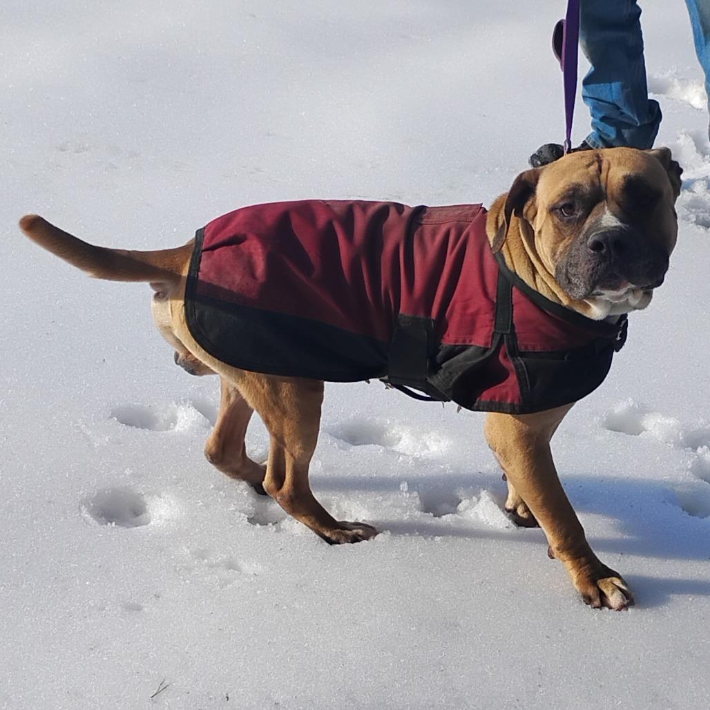 Enlarge Fred (Lego), a Adoptable Mixed Breed in Flintstone, MD image 6/6