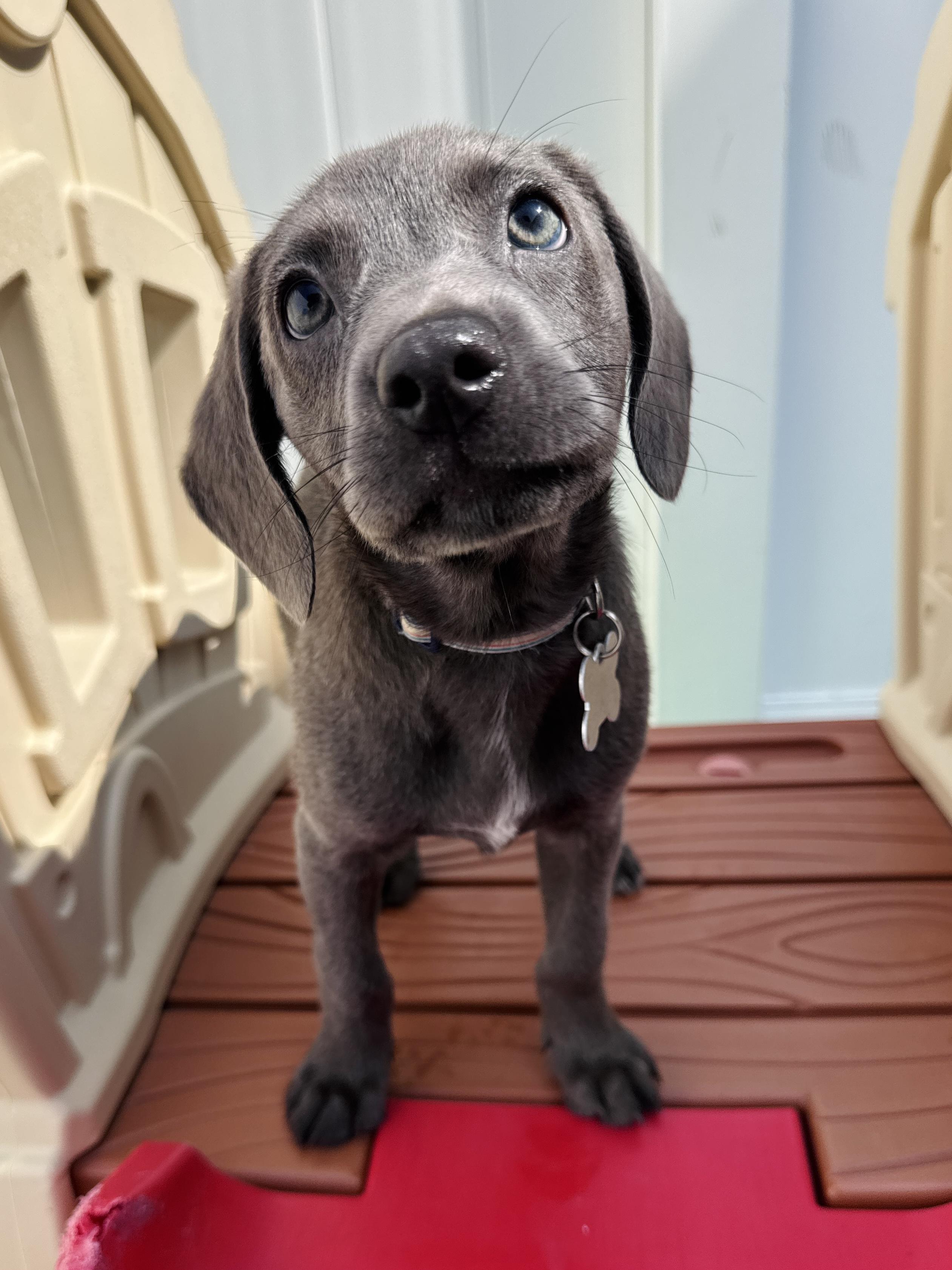 Roxie Hart, an adopted mixed breed in Palatine, IL image 5/6
