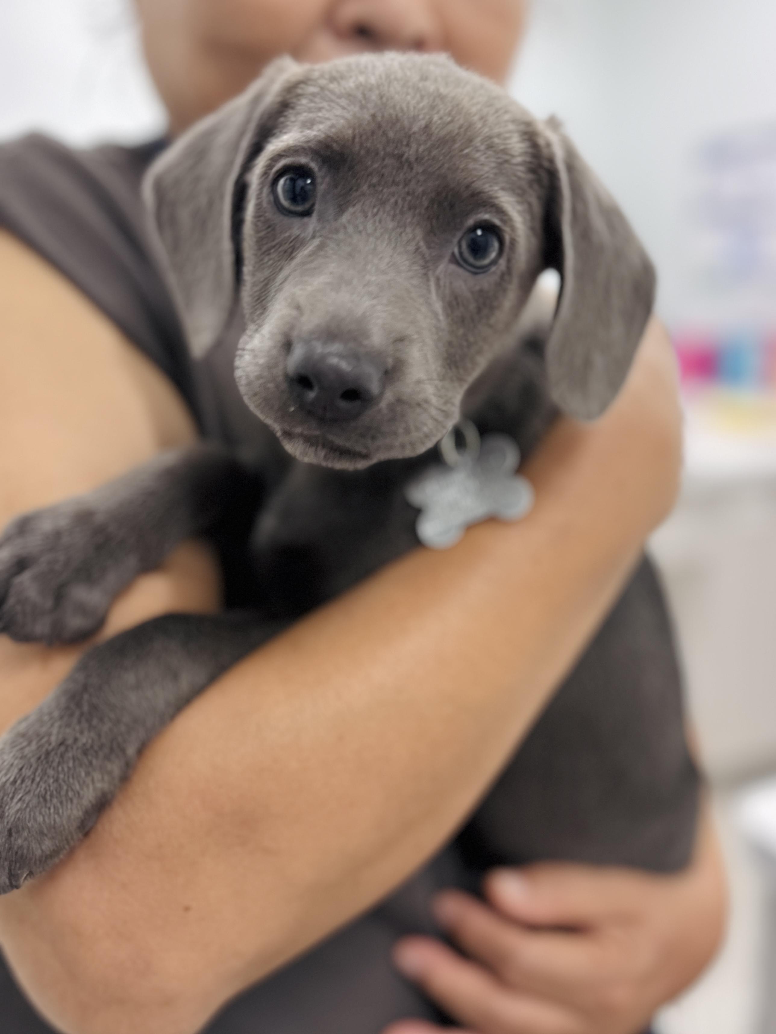 Roxie Hart, an adopted mixed breed in Palatine, IL image 2/6