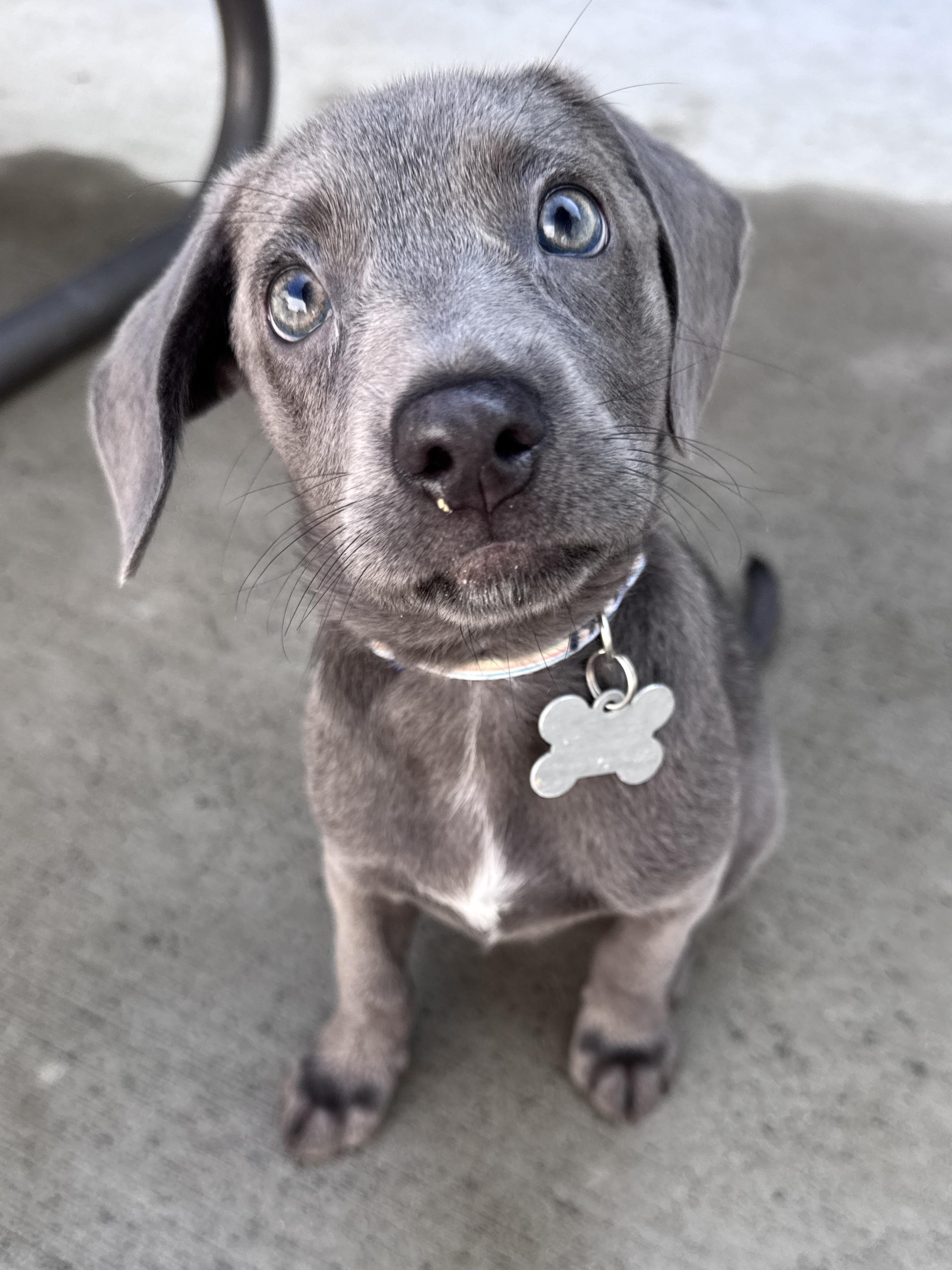Roxie Hart, an adopted mixed breed in Palatine, IL image 4/6