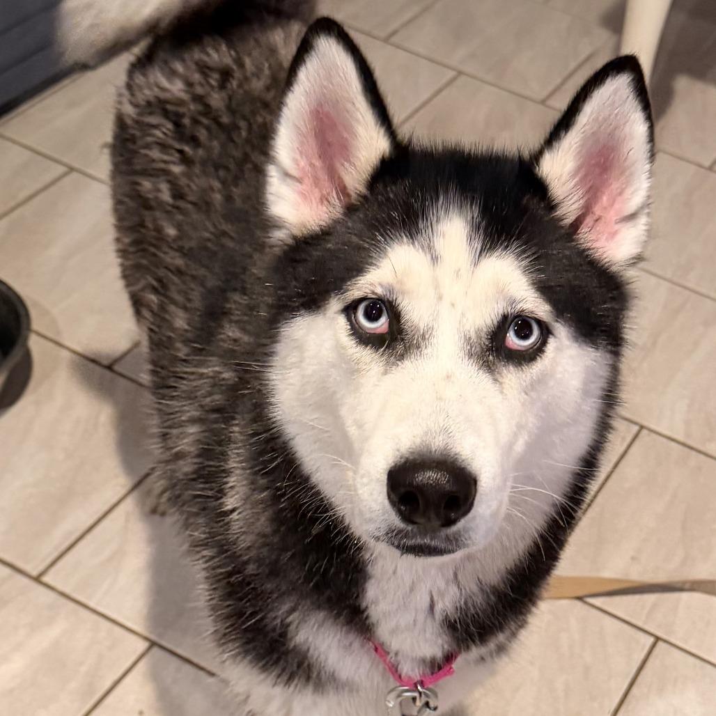 Nova, Adoptable, Young Female Siberian Husky.