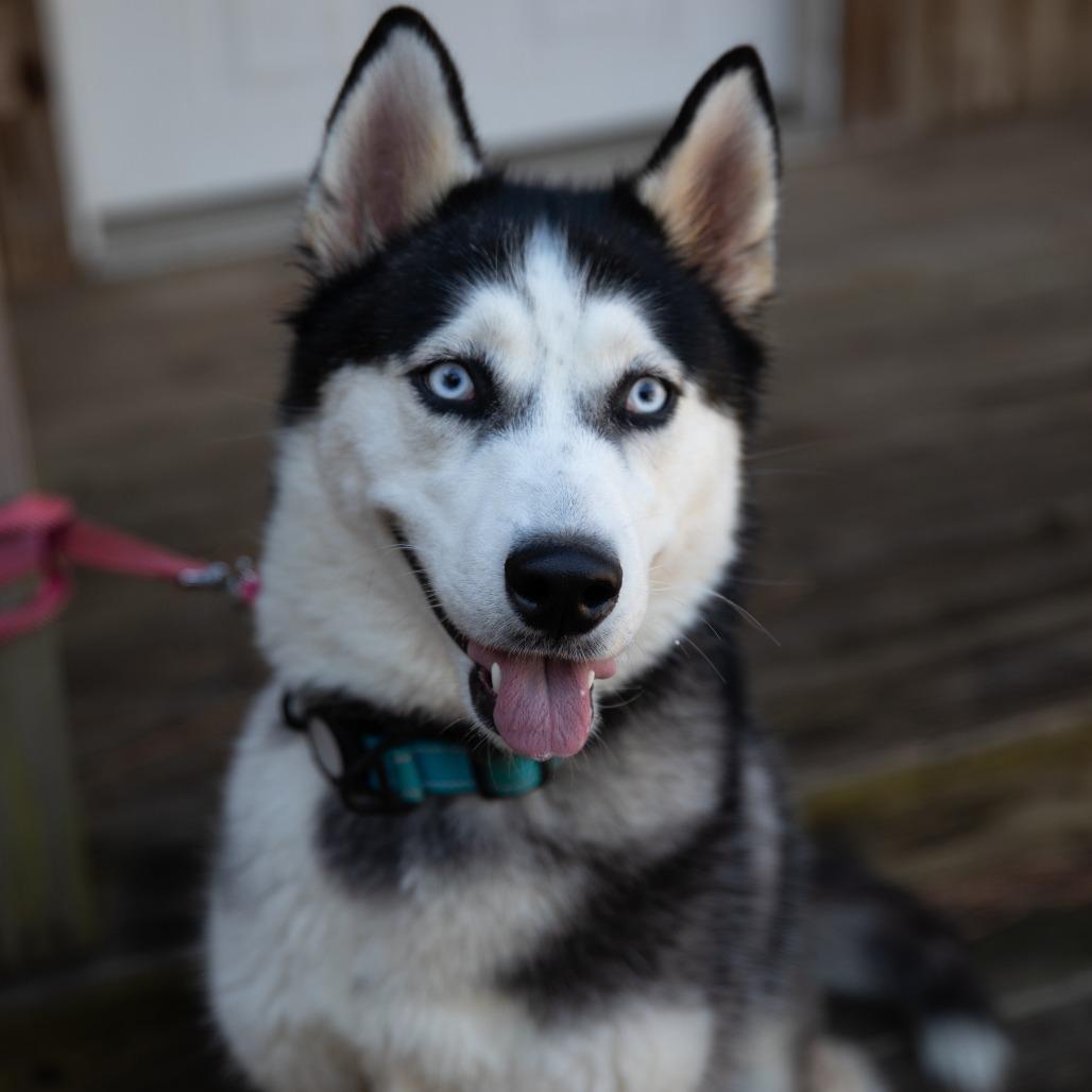 Enlarge Nova, a Adoptable Siberian Husky in Huntsville, AL image 2/6