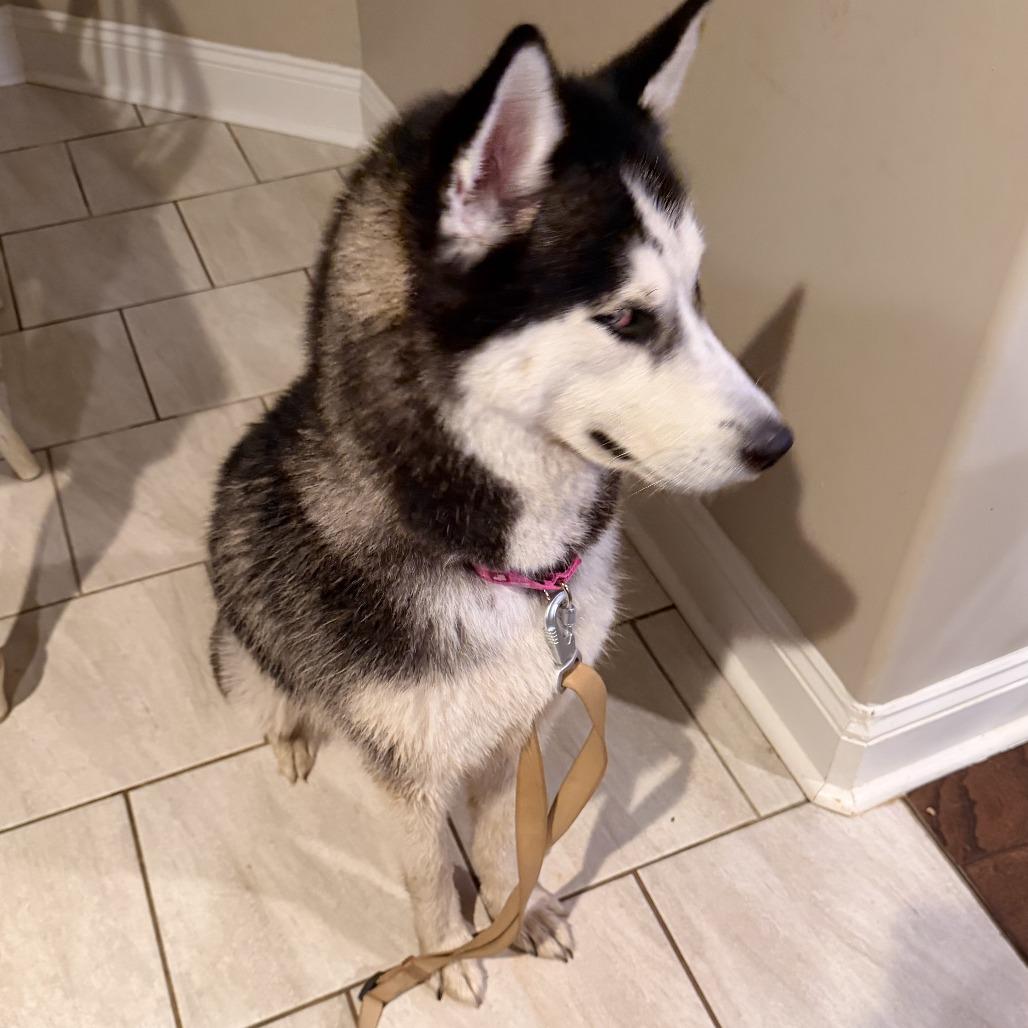 Enlarge Nova, a Adoptable Siberian Husky in Huntsville, AL image 3/6