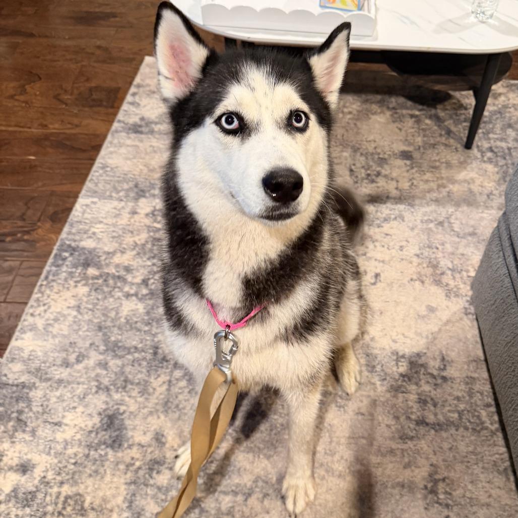 Enlarge Nova, a Adoptable Siberian Husky in Huntsville, AL image 4/6