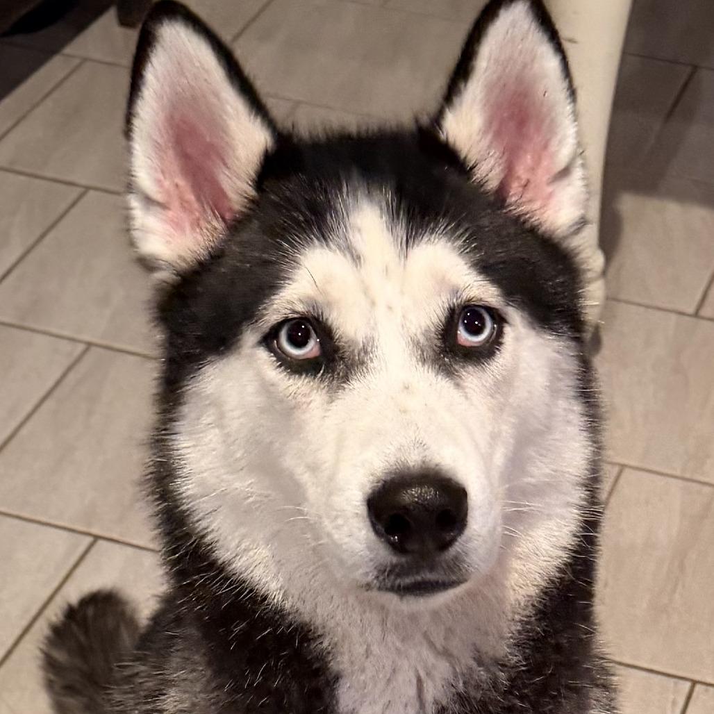 Enlarge Nova, a Adoptable Siberian Husky in Huntsville, AL image 5/6