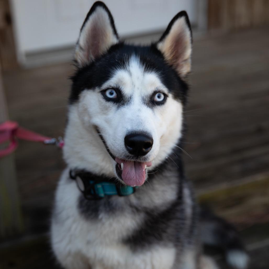 Enlarge Nova, a Adoptable Siberian Husky in Huntsville, AL image 6/6