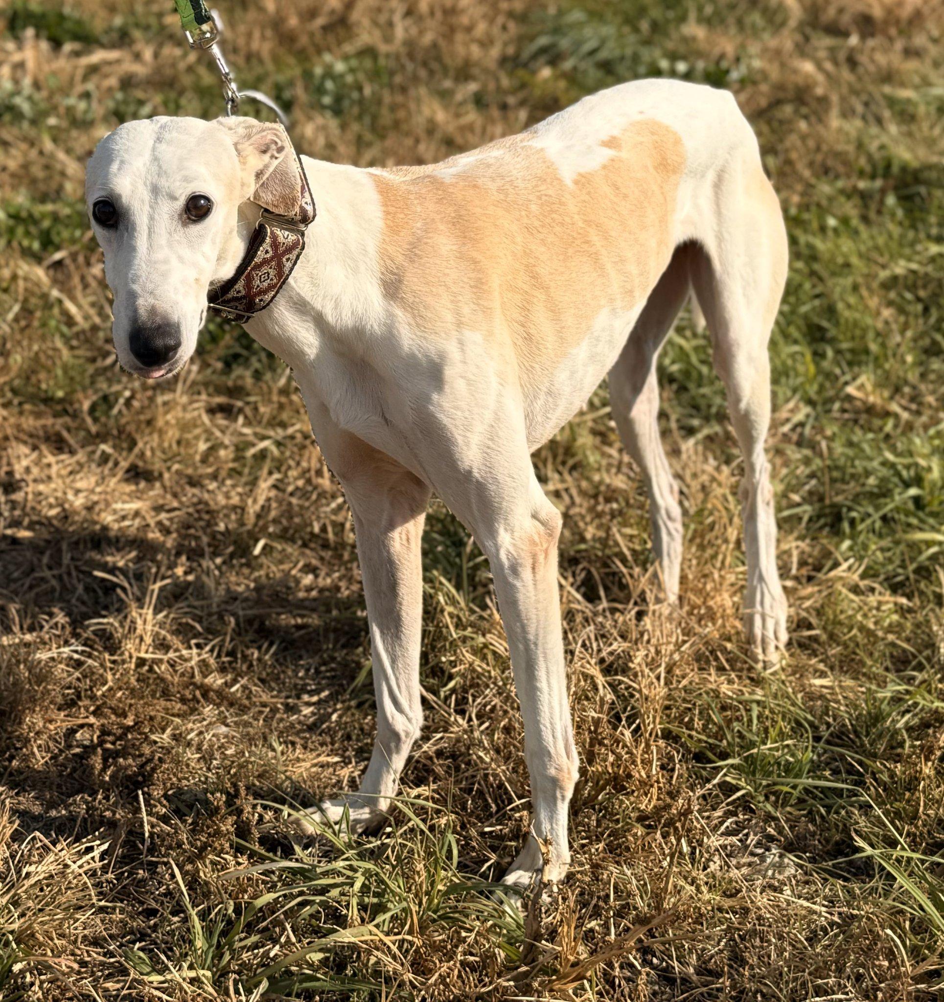 Rue, a Adopted mixed breed in Indianapolis, IN image 1/5